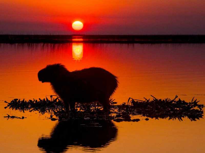 esteros del ibera de noche