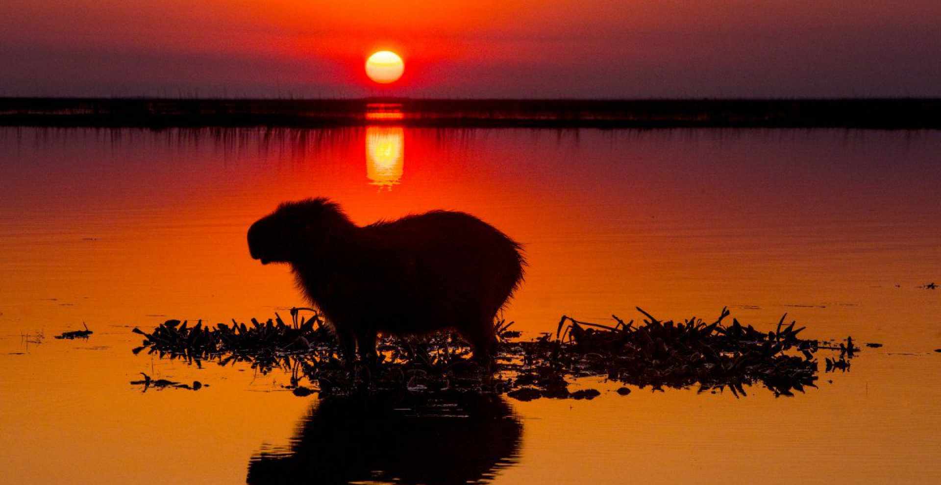 esteros del ibera de noche