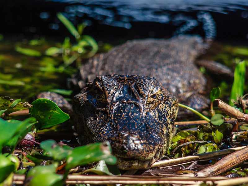 Yacarés en Los Esteros del Iberá