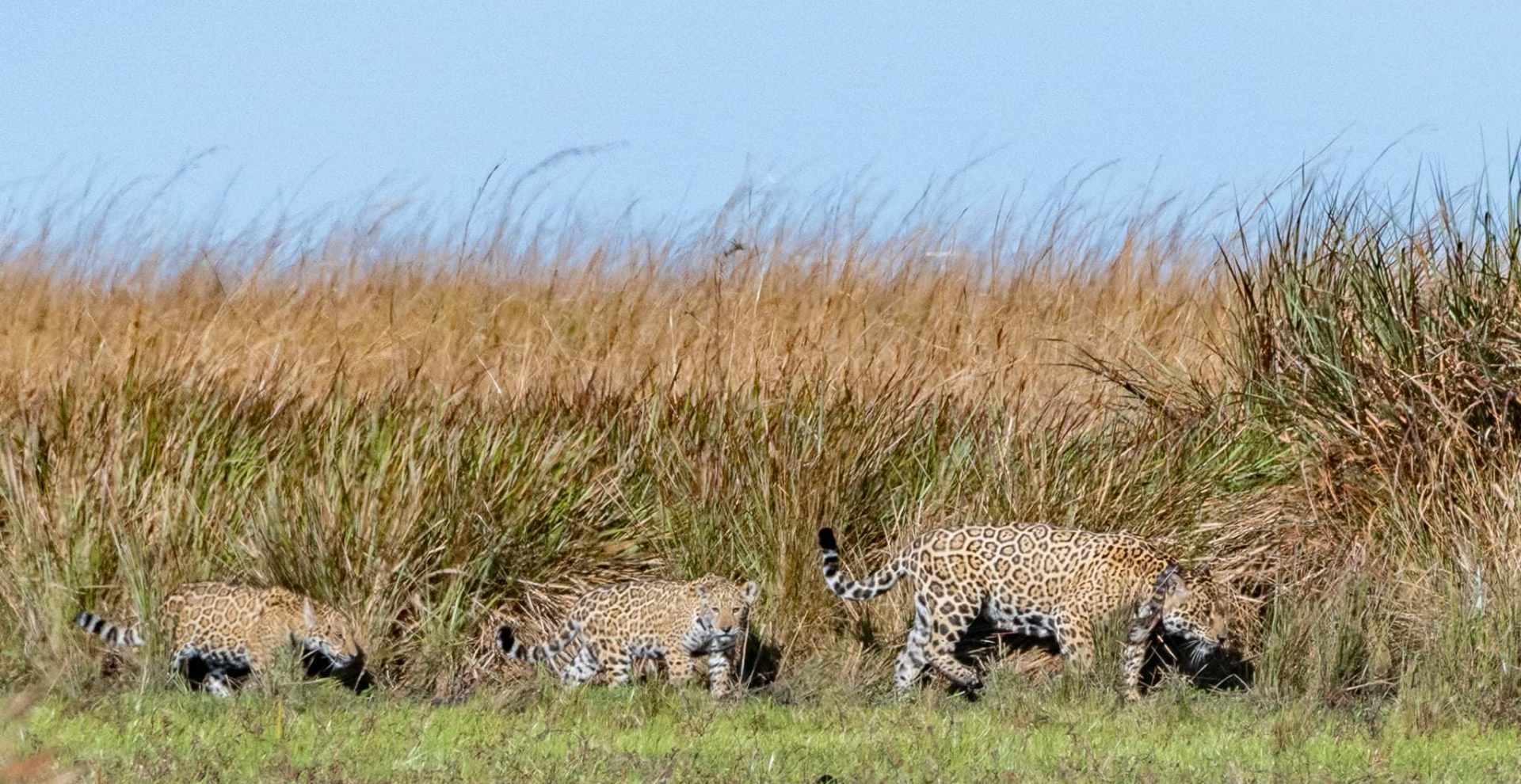 Yaguaretés a la vista la nueva atracción en los Esteros del Iberá