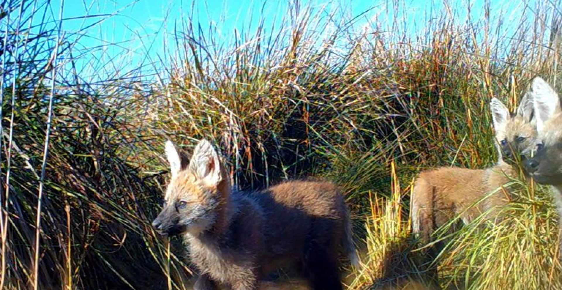 Crías del Aguará Guazú
